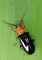 Phyllecthris dorsalis - photo 5