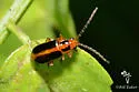 Phyllecthris gentilis