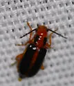 Phyllecthris gentilis - photo 2