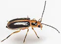 Phyllecthris gentilis - photo 3