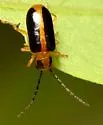 Phyllecthris gentilis - photo 4