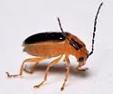 Phyllecthris gentilis - photo 5