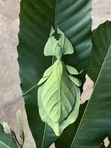 Leaf Insects - Phylliidae