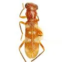Phyllobaenus albocinctus