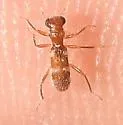 Phyllobaenus albocinctus - photo 2