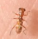 Phyllobaenus albocinctus - photo 3