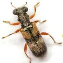Phyllobaenus arizonicus