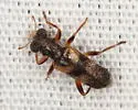 Phyllobaenus arizonicus - photo 2