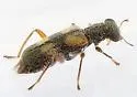 Phyllobaenus arizonicus - photo 3