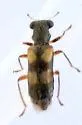 Phyllobaenus arizonicus - photo 4