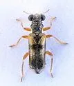 Phyllobaenus arizonicus - photo 5