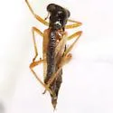 Phyllobaenus chapini