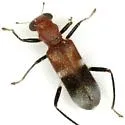 Phyllobaenus corticinus