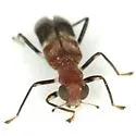 Phyllobaenus corticinus - photo 2