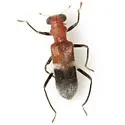 Phyllobaenus corticinus - photo 3