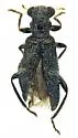 Phyllobaenus cyanitinctus