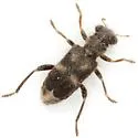 Phyllobaenus discoideus