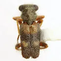 Phyllobaenus discoideus - photo 2