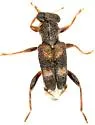 Phyllobaenus discoideus - photo 3