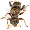 Phyllobaenus discoideus - photo 4