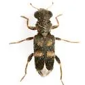 Phyllobaenus discoideus - photo 5
