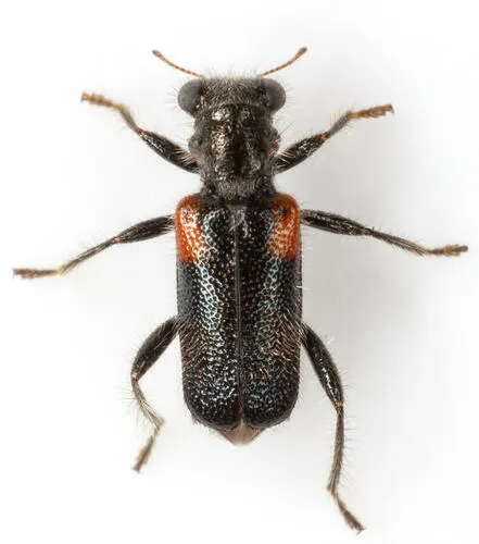 Phyllobaenus humeralis