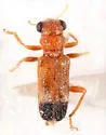Phyllobaenus knausii - photo 2