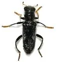 Phyllobaenus longus - Phyllobaenus longus