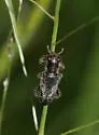 Phyllobaenus longus - photo 2
