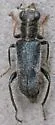 Phyllobaenus longus - photo 3