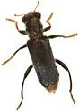 Phyllobaenus longus - photo 4