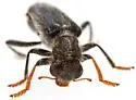 Phyllobaenus longus - photo 5