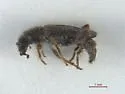 Phyllobaenus maritimus - photo 2