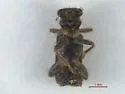Phyllobaenus maritimus - photo 3