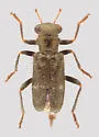 Phyllobaenus maritimus - photo 4