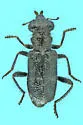 Phyllobaenus maritimus - photo 5