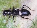 Phyllobaenus niveifascius - Phyllobaenus niveifascius