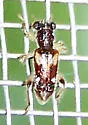 Phyllobaenus obscurus - Phyllobaenus obscurus
