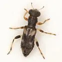 Phyllobaenus obscurus - photo 2