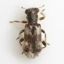 Phyllobaenus obscurus - photo 3