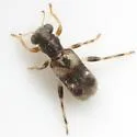 Phyllobaenus obscurus - photo 4