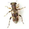 Phyllobaenus obscurus - photo 5