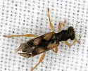 Phyllobaenus pallipennis
