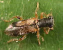 Phyllobaenus pallipennis - photo 2