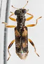 Phyllobaenus pallipennis - photo 3
