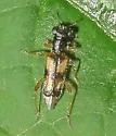Phyllobaenus pallipennis - photo 4