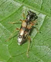 Phyllobaenus pallipennis - photo 5