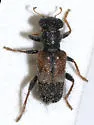 Phyllobaenus plagifer - Phyllobaenus plagifer