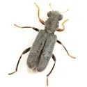 Phyllobaenus pubescens - Phyllobaenus pubescens