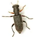 Phyllobaenus pubescens - photo 2